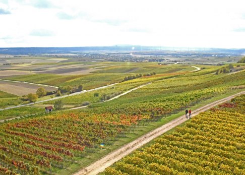Spaziergang durch die herbstlichen Weinberge, © Tanja Espenschied