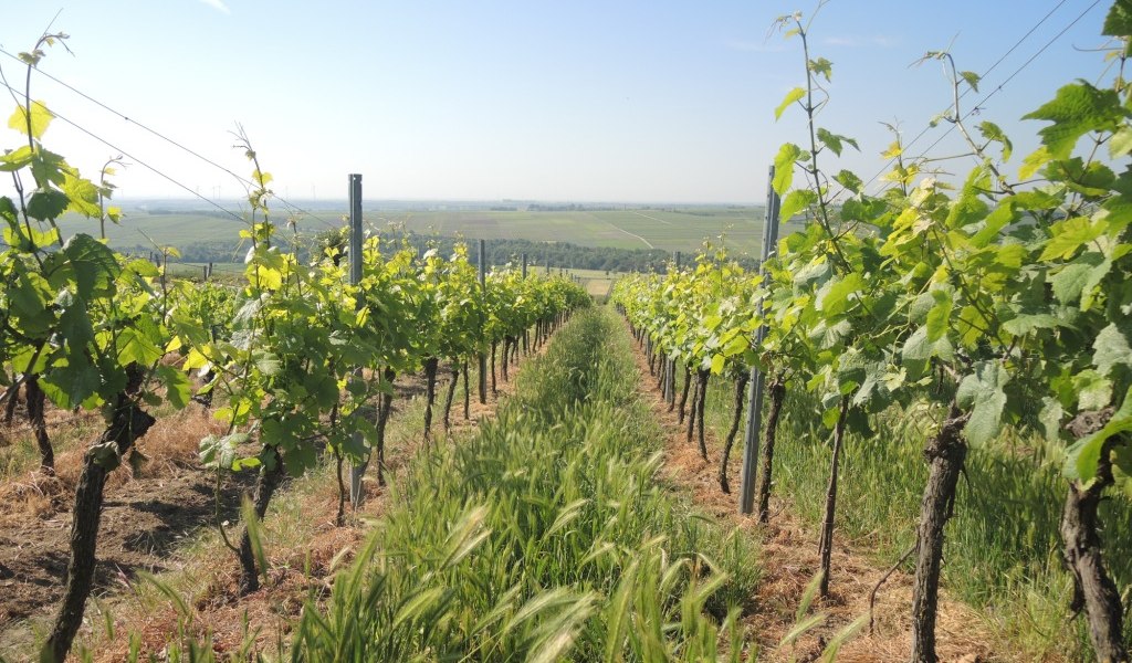 Weingut Mankel_Weinreben, &copy; Weingut Mankel