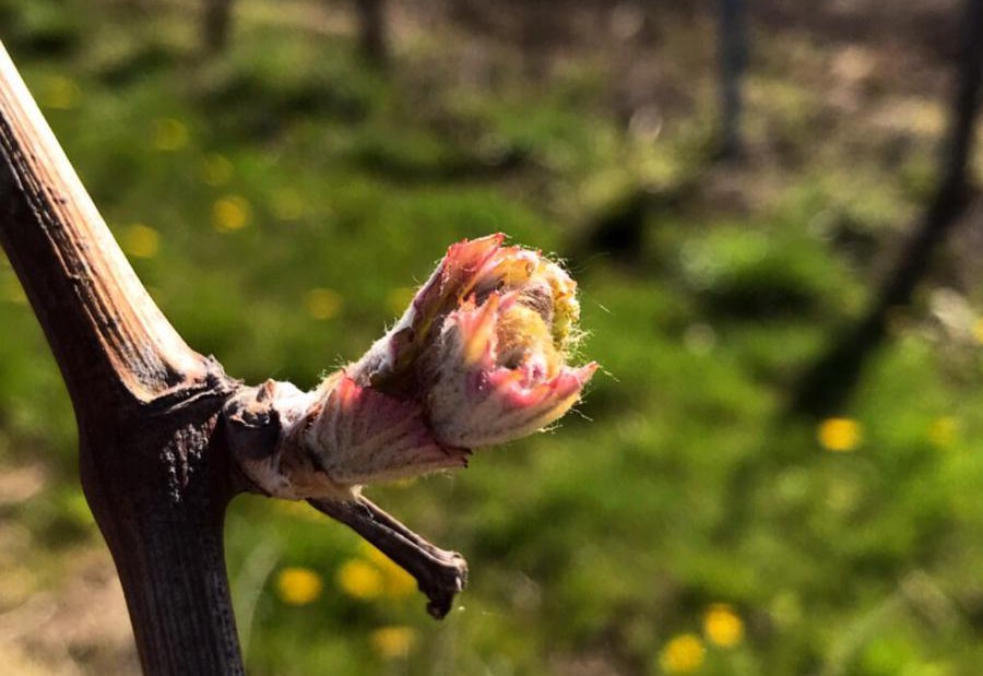 Weingut Klosterhof_Austrieb, © Weingut Klosterhof