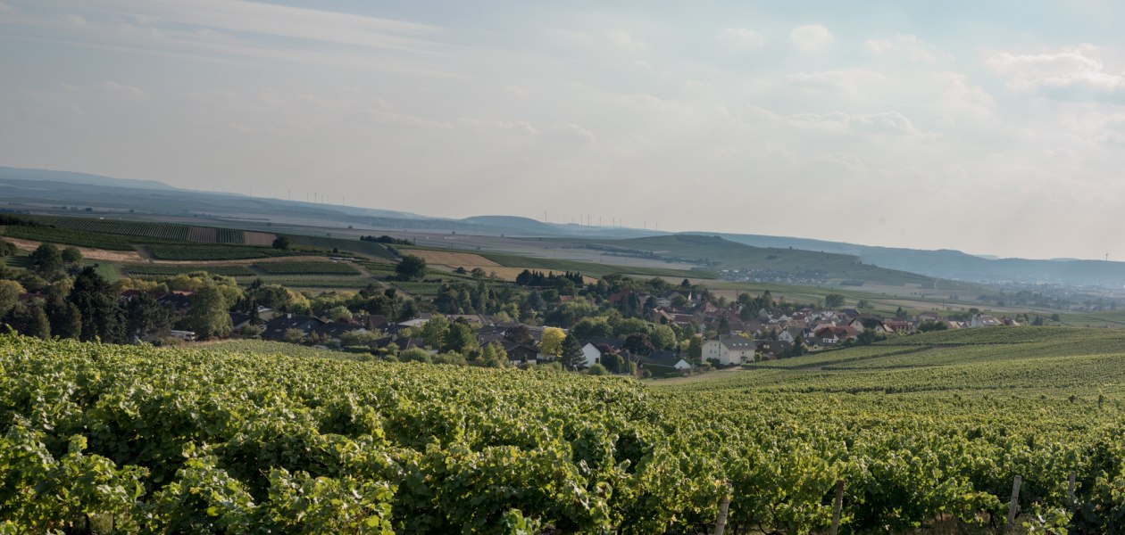 Weingut Dürk_Reben, © Weingut Dürk