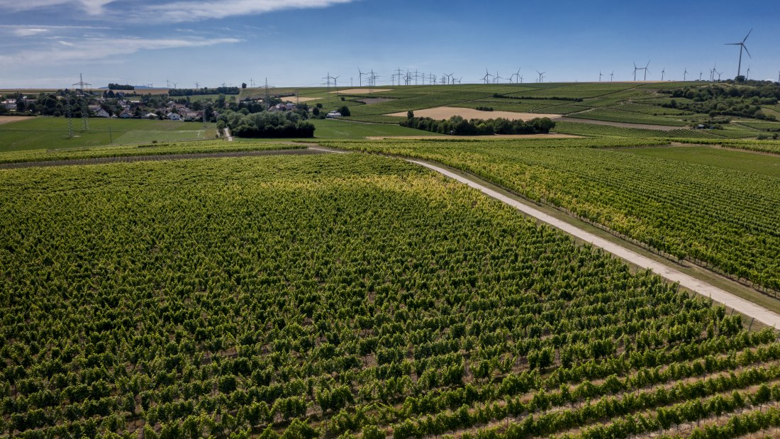 Monzernheimer Goldberg