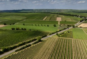 Gundheimer Hungerbiene © Rheinhessenwein e.V., Torsten Silz