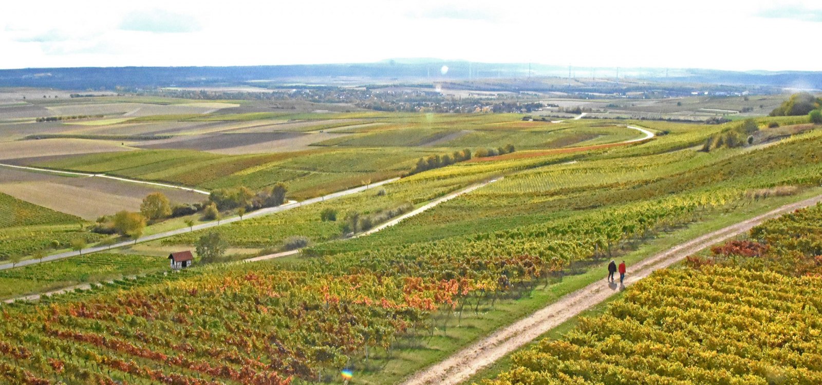 Spaziergang durch die herbstlichen Weinberge, © Tanja Espenschied
