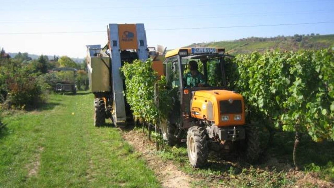 Weingut Heise am Kranzberg_Weinlese, &copy; Weingut Heise am Kranzberg