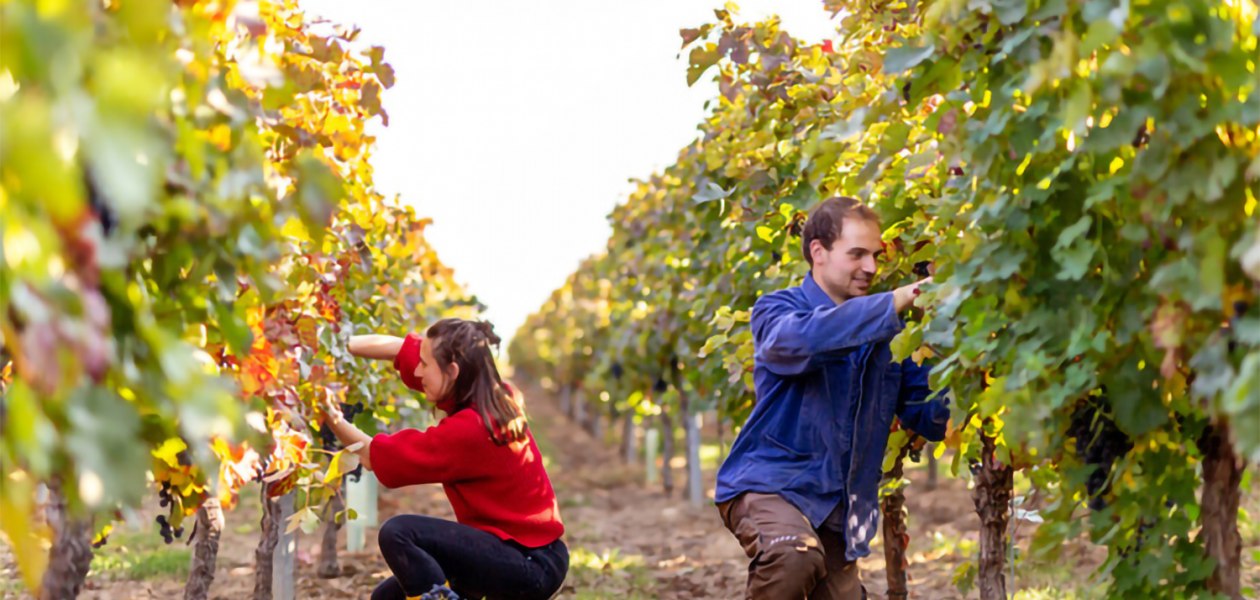 Weinlese Weingut Eckert, &copy; Twain Wegner