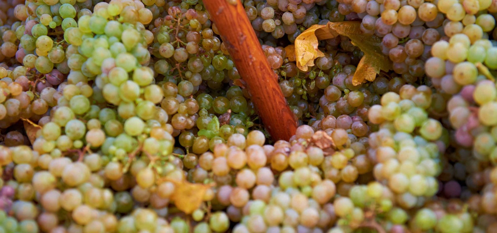 Whole bunch pressing