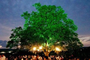 Weinfest am Nussbaum, &copy; Weingut Schoeneck-Schnell