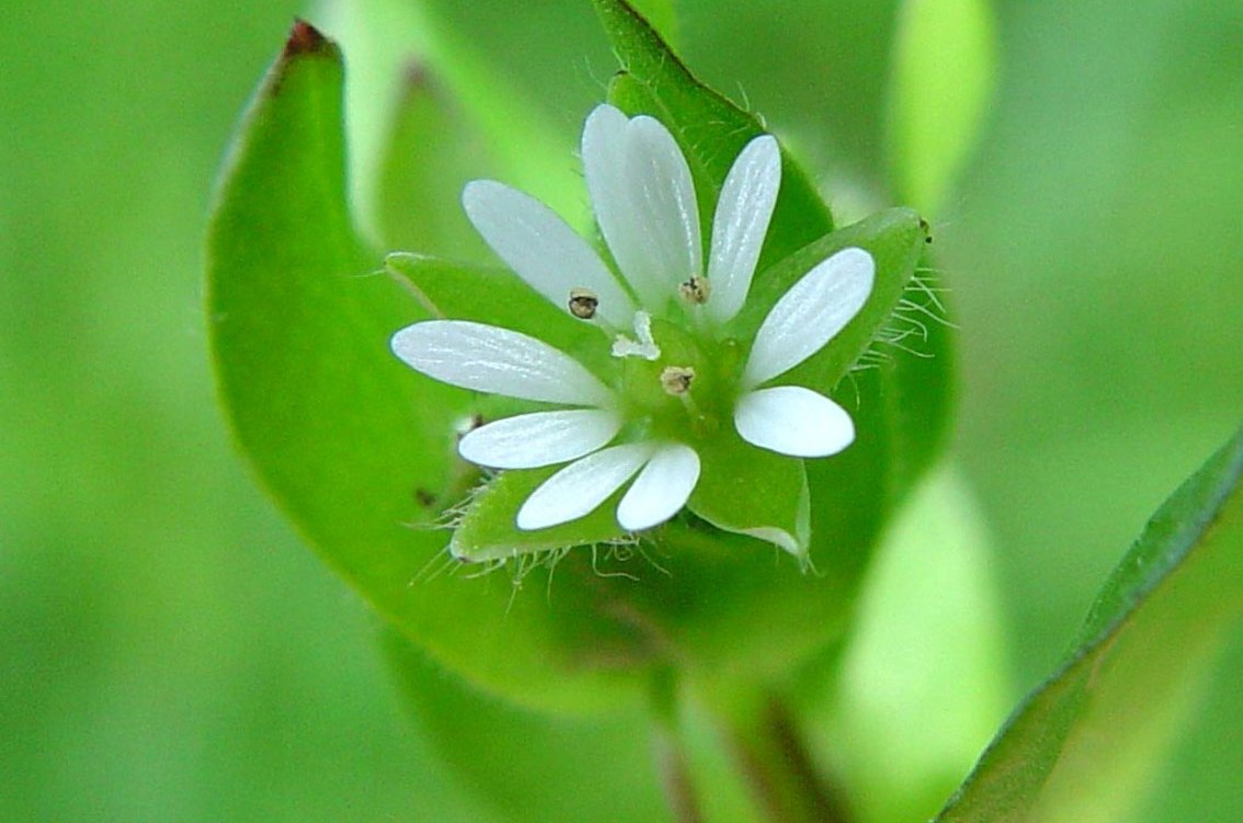 Chickweed in the vineyard