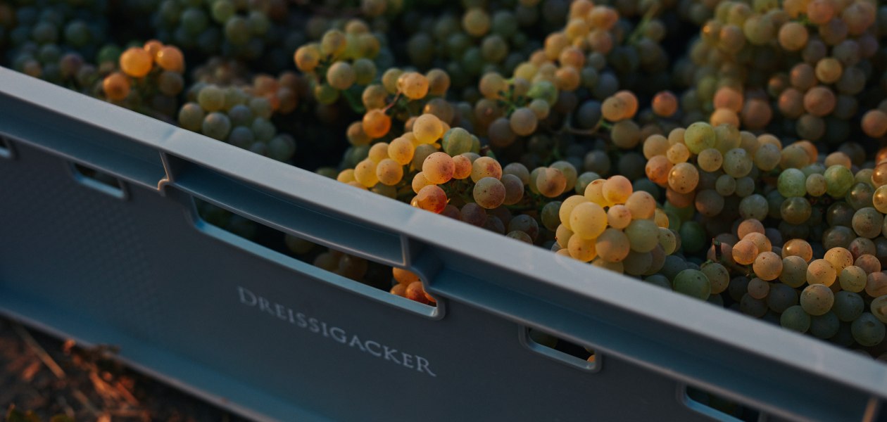 Weingut Dreissigacker_Trauben, &copy; Weingut Dreissigacker
