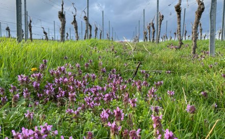 Taubnessel im Weinberg, &copy; Katja Zentel