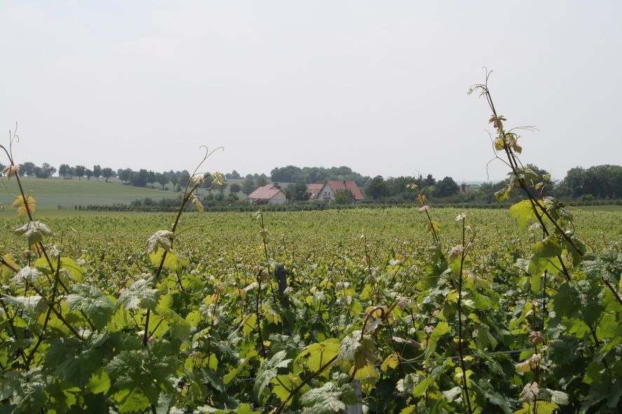 Weingut_Weinberg, &copy; Weingut Bischmann