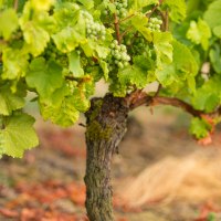 Weinstock &copy; Dominik Ketz