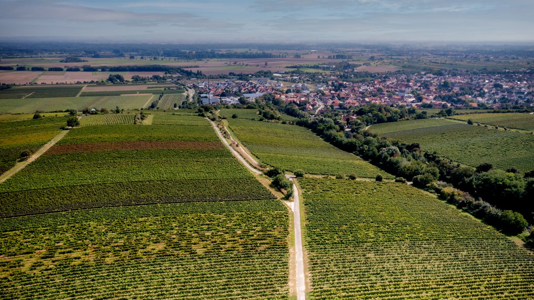 Guntersblumer Steig-Terrassen