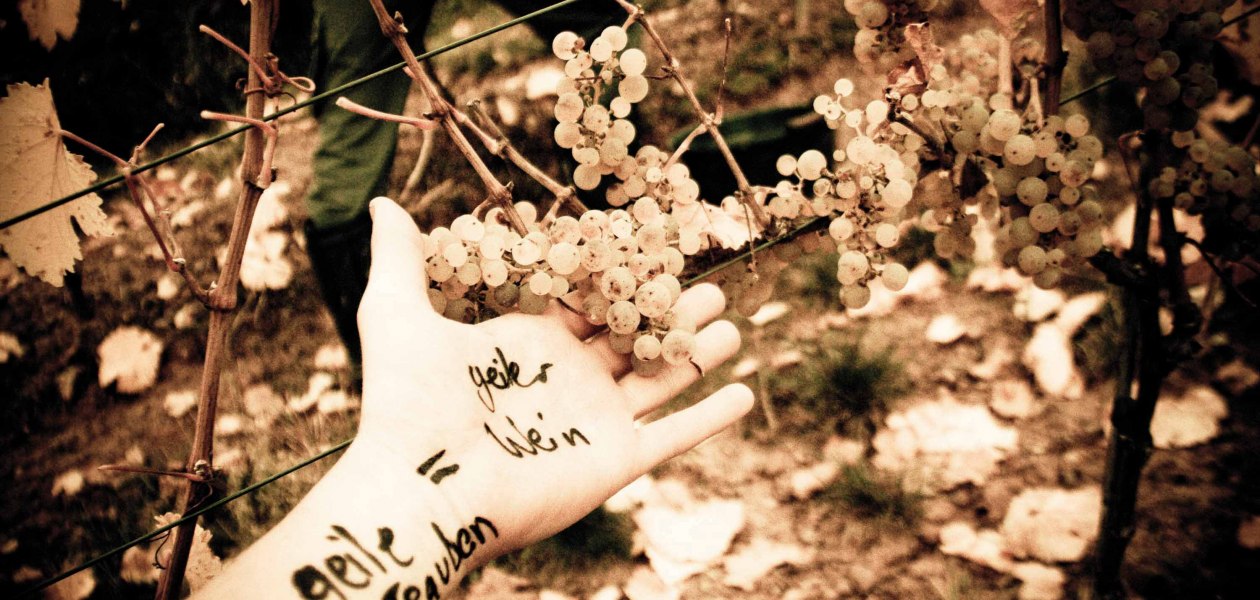 horny grapes Internet, &copy; Weingut Espenhof