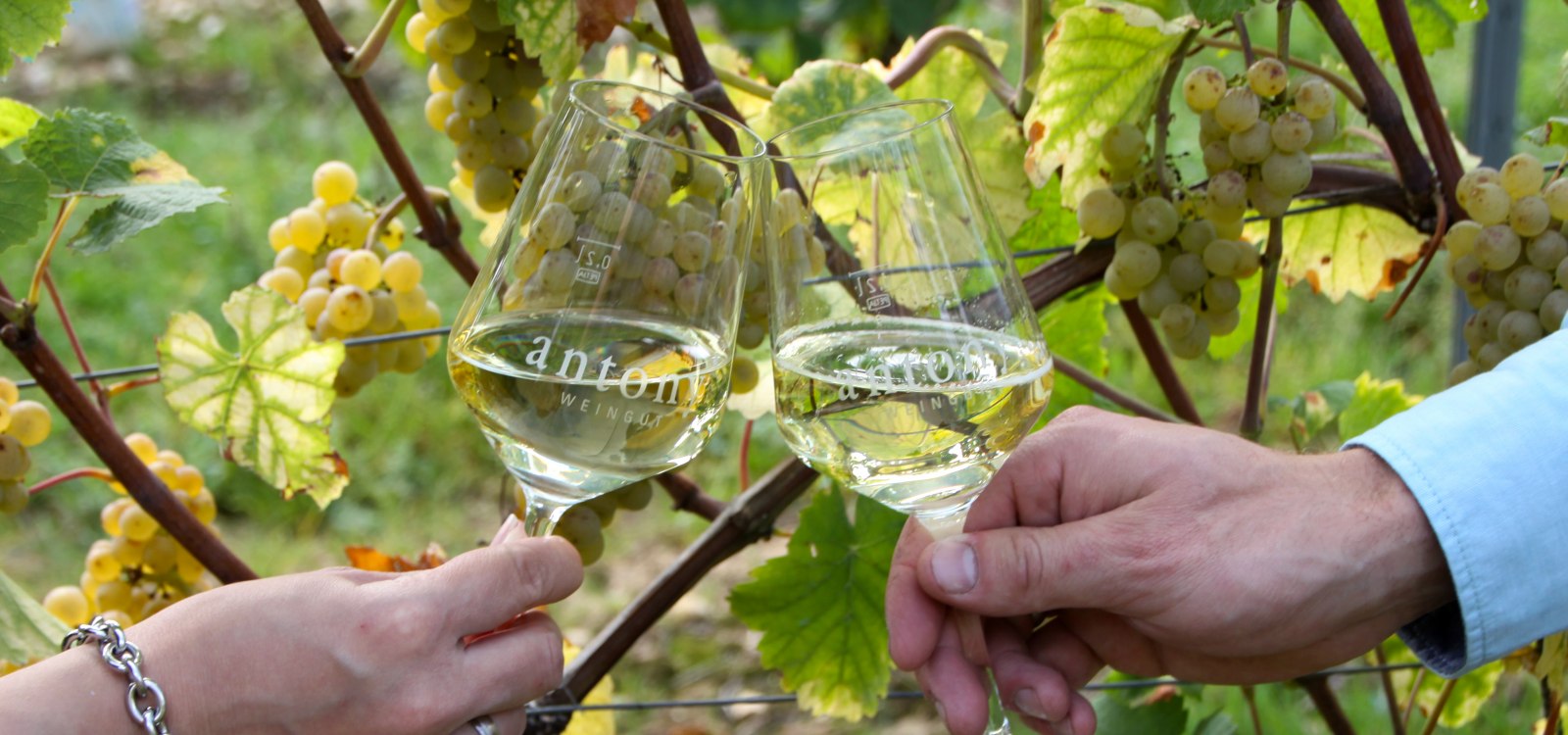 &copy; Weingut Antony