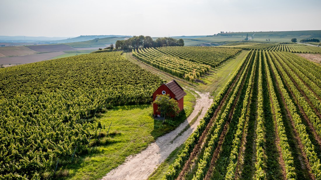 Wörrstädter Rheingrafenberg
