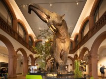 Naturhistorisches Museum Elefant &copy; mainzplus CITYMARKETING GmbH