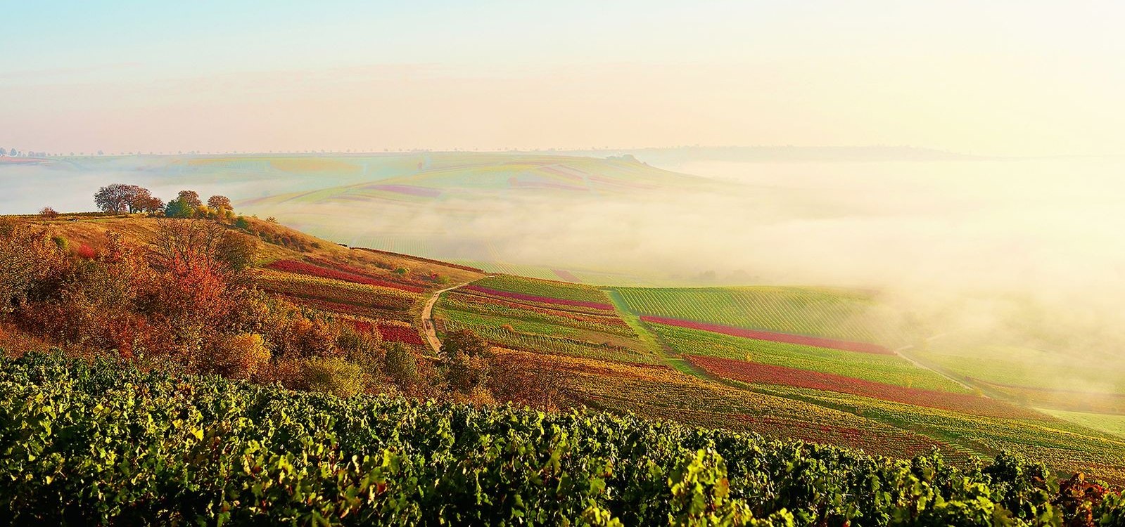 Herbststimmung in Rheinhessen, &copy; Robert Dieth