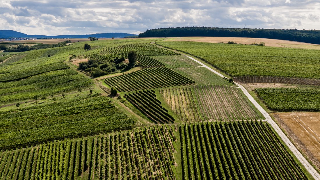 Mauchenheimer Sioner Klosterberg