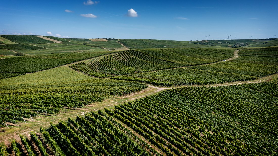 Armsheimer Goldstückchen