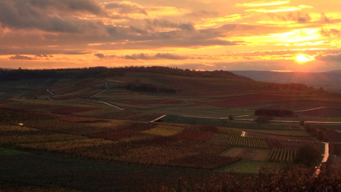 Weingut Kathrinenhof_Weinreben 2, © Weingut Kathrinenhof