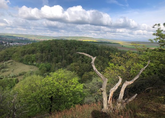 Ausblick von der Hexenkanzel &copy; Tourist Information Alzeyer Land und Rheinhessische Schweiz