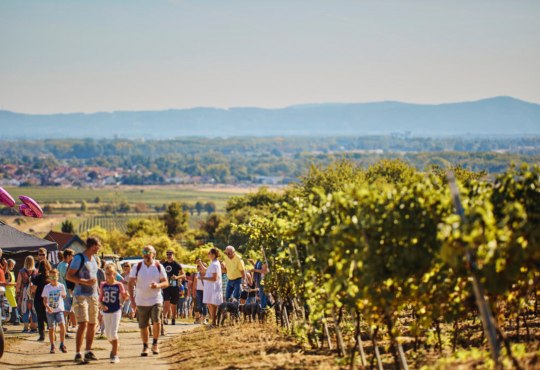 Weinwandern in Alsheim, &copy; InMedia
