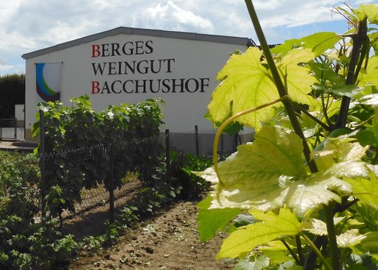Weingut Bacchushof Dexheim 01