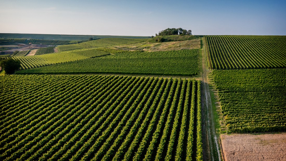 Sulzheimer Schildberg