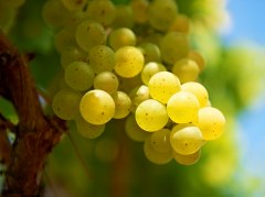 Riesling grape KV wine © Robert Dieth