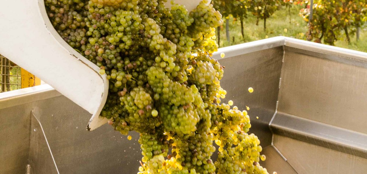 Vrijdag 3, &copy; Weingut Freitag