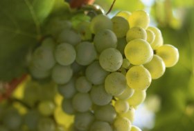 Sauvignon blanc Traube &copy; DWI