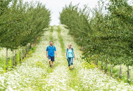 Wandern zwischen Obstfeldern auf der Hiwweltour Zornheimer Berg