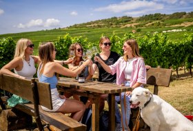 Junge Frauen sto&szlig;en im sonnigen Weinberg von Rheinhessen mit Wei&szlig;wein an &ndash; fr&ouml;hliches Sommer-Picknick auf rustikaler Bank, begleitet von einem entspannten Hund.