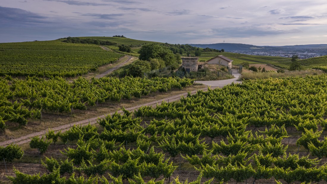 Biebelsheimer Kieselberg
