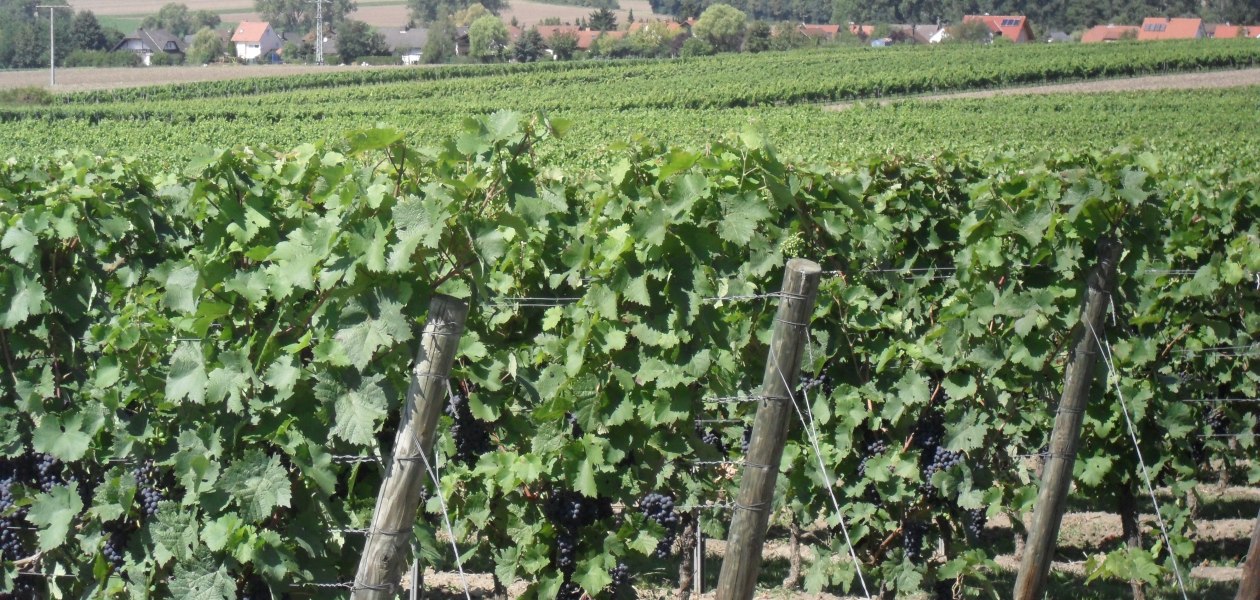 06_wijnstokken, &copy; Weingut Bernhard