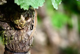 Eidechse &copy; Palmes FH Bingen