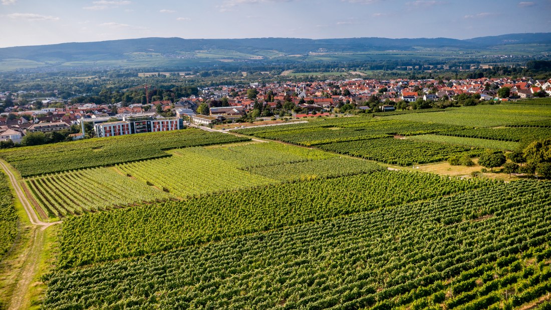 Ingelheimer Höllenweg