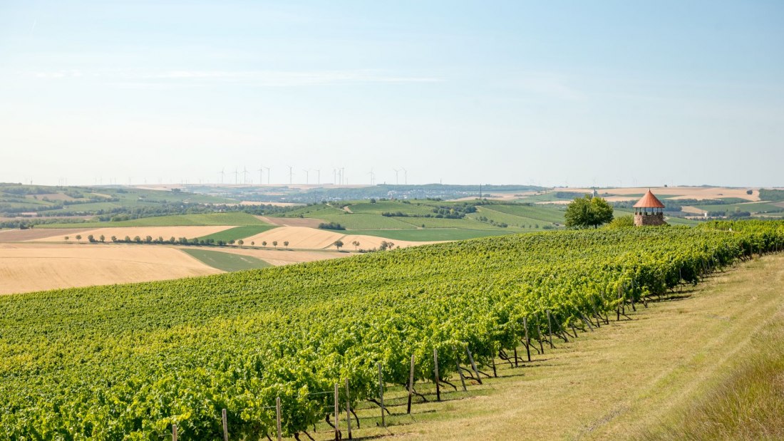 20200723095920_dsc_9205-small, &copy; Weingut Schmitt