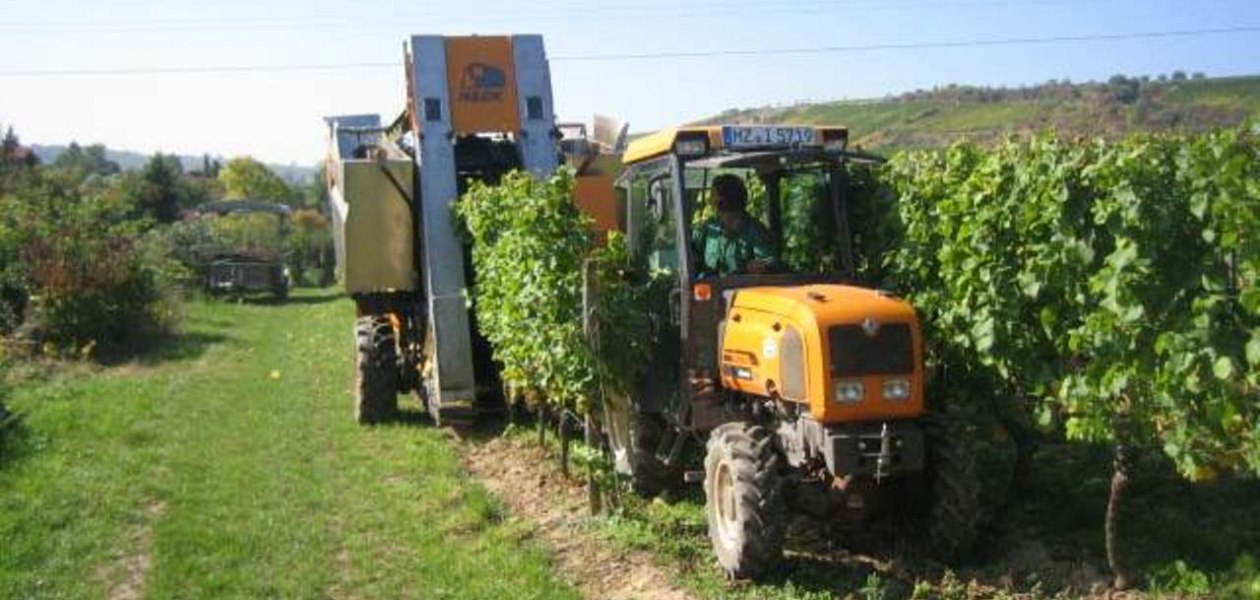 wijnmaker-database-07, &copy; Weingut Heise am Kranzberg