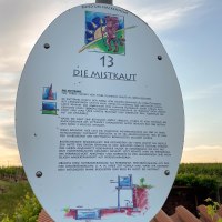 Infotafel - Alte Mistkaut am RheinTerrassenWeg