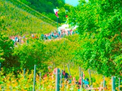 Weinpr&auml;sentation Roter Hang