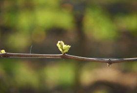 vines sprouting