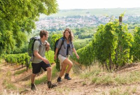 Hohlwege bei Ingelheim © © Dominik Ketz