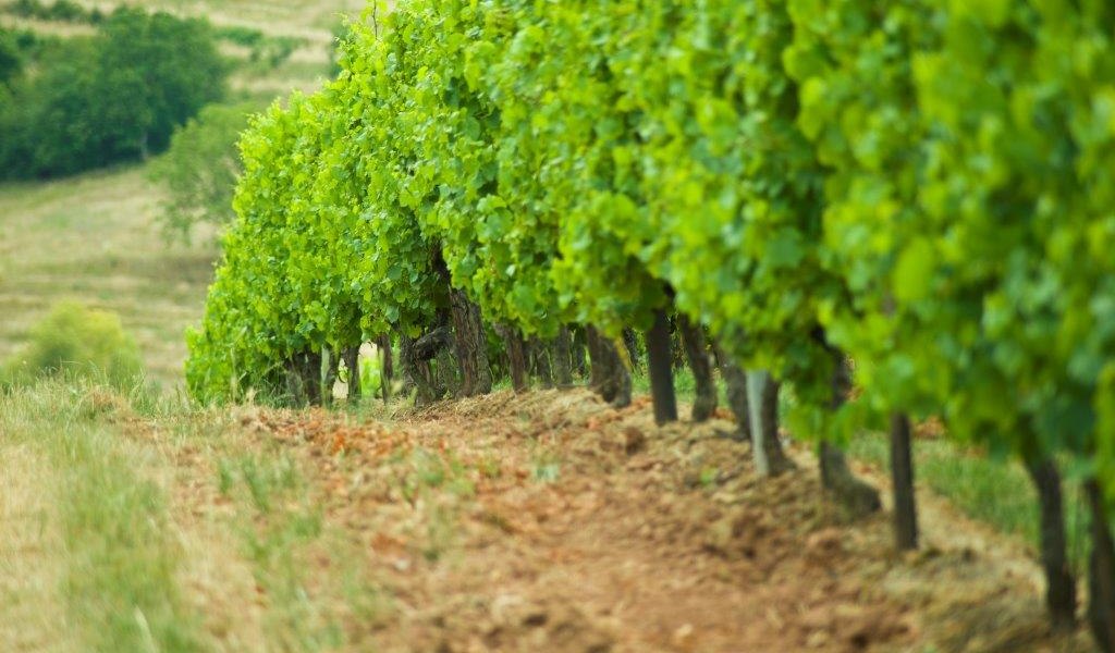 afbeelding-1_1, &copy; GutGall&eacute;