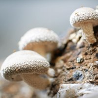 Pilzzucht 4 &copy; Evang. Diakoniewerk Zoar