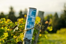 weingut-gaenz-bioland-pfahl © Weingut Gänz