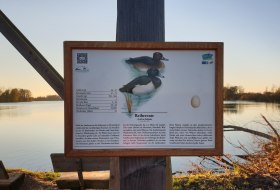 EBP -Vogelwelt am AltRheinErlebnisPfad erleben_