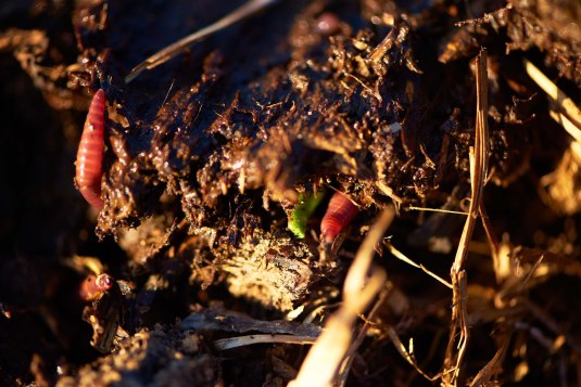 Regenw&uuml;rmer Mist
