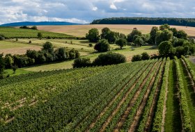 Mauchenheimer Sioner Klosterberg